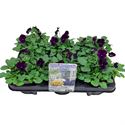 Afbeelding van Viola P12 New Purple